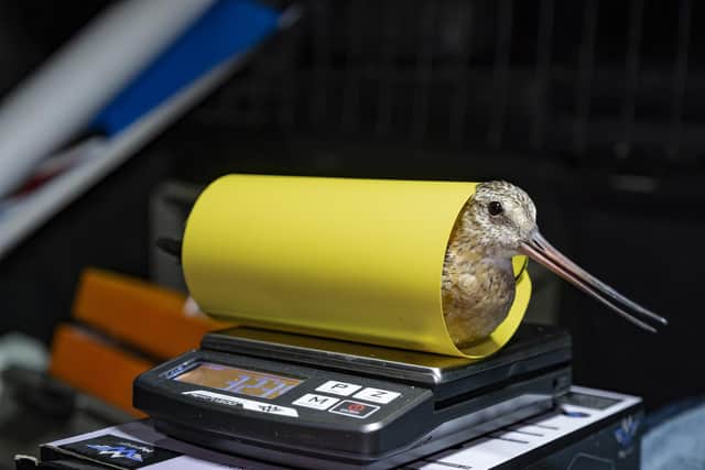 'Clive' an adult Bar-Tailed Godwit, Limosa lapponica, is weighed; Credit - RSPB