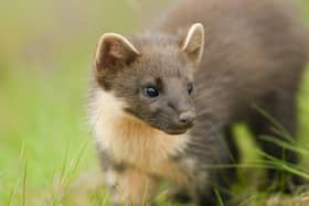The pine marten population in Northern Ireland is enjoying a huge resurgence, according to Ulster Wildlife, and it is hoped that this will boost the endangered red squirrel population since pine martens cause grey squirrels (which threaten the reds existence) ito retreat
