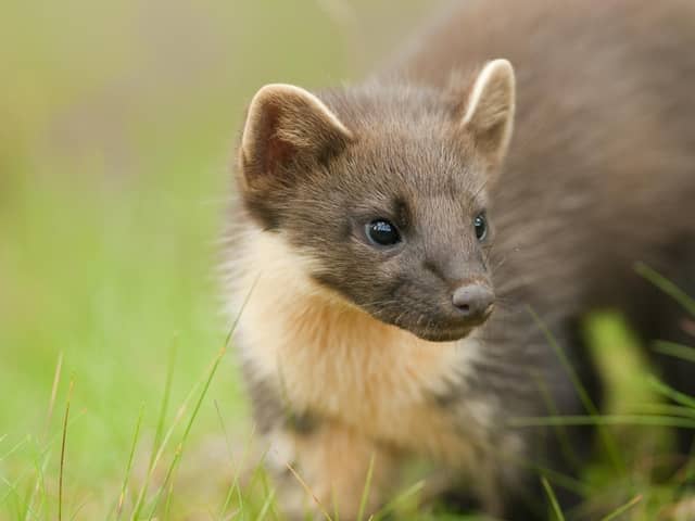 The pine marten population in Northern Ireland is enjoying a huge resurgence, according to Ulster Wildlife, and it is hoped that this will boost the endangered red squirrel population since pine martens cause grey squirrels (which threaten the reds existence) ito retreat