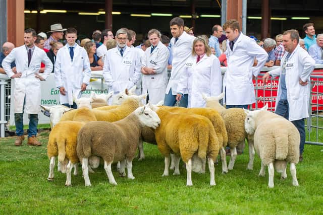 Judging the North Country Cheviots at the Royal Welsh Show in 2018. Picture:  North Country Cheviot Sheep Society