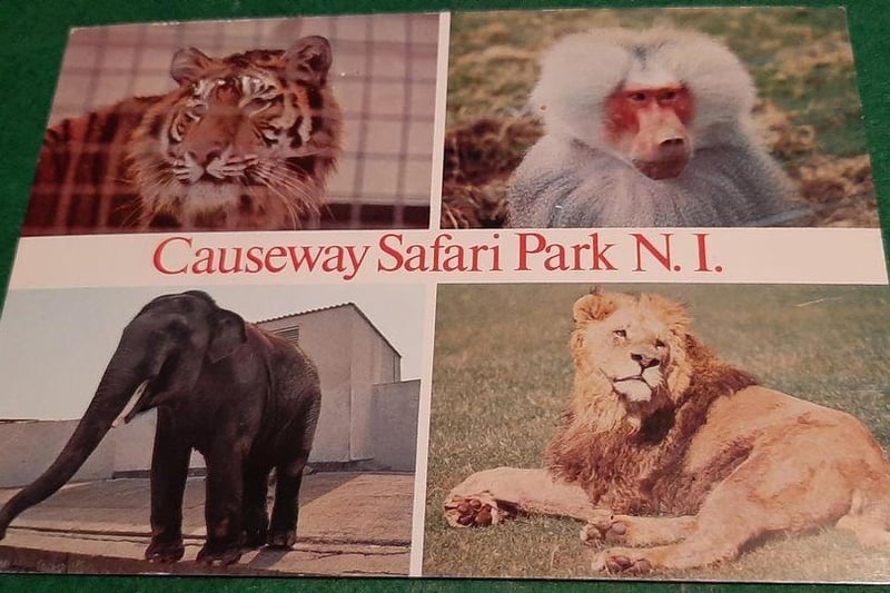 If you have any photographs, souvenirs, stories or even footage from your time visiting or indeed working at the Safari Park, Museum Services would love to hear from you