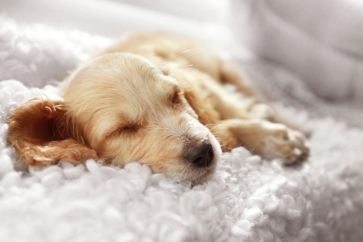 Experts reveal why pets sleeping on our bed can cure insomnia and improve comfort