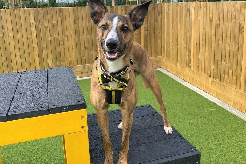 Maverick is a very loving boy with people he knows.

 He loves cuddles and lots of attention from his Canine Carers.

He has a fun personality and lots of character so he is sure to make you smile! Maverick can be worried and nervous in busy or new situations so he will need a patient, loving and dedicated home.
