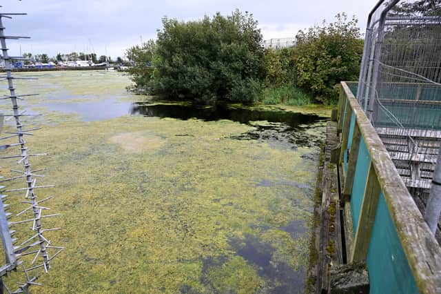 Blue green algae deposits at Ballyronan, Lough Neagh. The crisis on the lough is symptomatic of how bad things are across Northern Ireland
