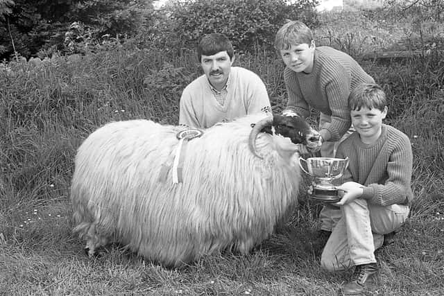Pictured at the end of May 1992 at the Newry Show is the Blackface sheep champion which was exhibited by Maurice Nicholl of Banbridge. He is pictured with his nephews, James and Mark Nicholl. Picture: Farming Life archives/Darryl Armitage