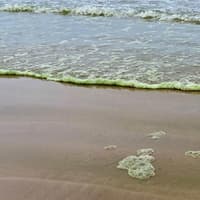 Algae turns north coast beaches green