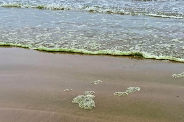An image of some of the algae on the north coast