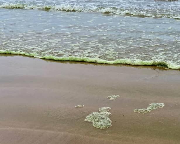An image of some of the algae on the north coast