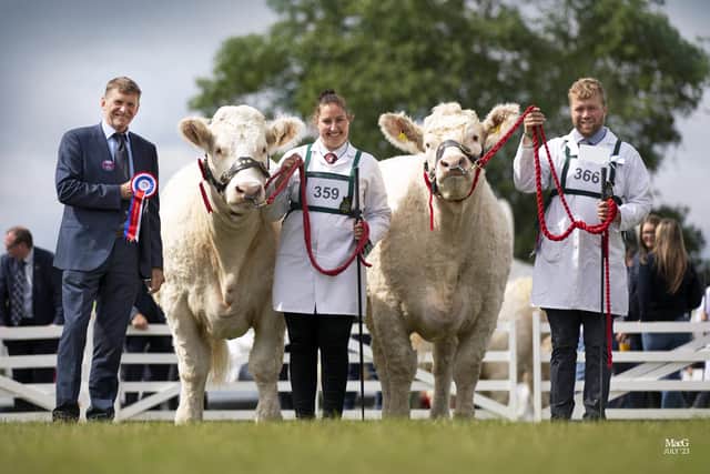 Female championship cattle at the Great Yorkshire Show. Picture: CATHERINE MACGREGOR