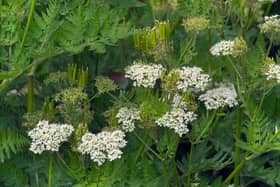 Sweet cicely resembles cow parsley
