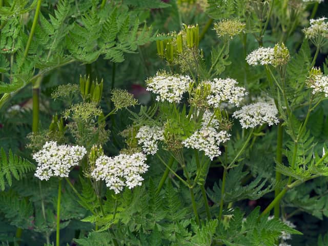 Sweet cicely resembles cow parsley