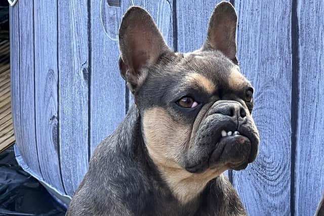 French bulldog Marnie is in the running for the title of Britain's ugliest mutt