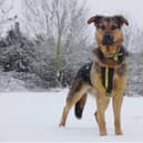 Buster the German Shepherd enjoyng the snow