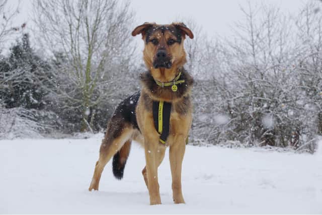 Buster the German Shepherd enjoyng the snow