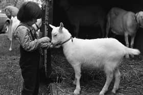 Pictured in June 1980 is five-year-old Elaine McCready from Lurgan making sure that Snowey the kid did not go hungry at the Lurgan Show. Picture: Farming Life/News Letter archives/Darryl Armitage