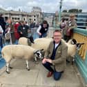 The BBC radio presenter, Richard Yarr MBE, exercises his right as a Freeman of the City of London to drive his sheep over the Thames river on Sunday September 24 2023
