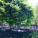 Enjoy a Bluebell Walk at Baronscourt Estate on May 16 and and help raise funds for NSPCC
