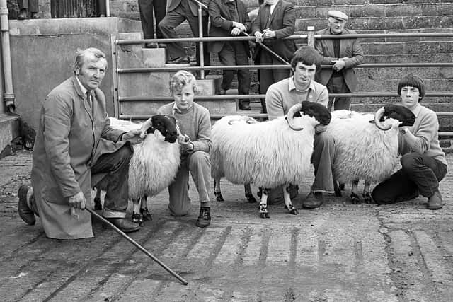 Pictured in October 1981 is James Armstrong from Broughshane with his prize-winning group of Blackface rams, helped by Gordon Crawford and his sons Alister and Brian. They are pictured at a show and sale of pedigree Blackface ram lambs at Ballymena. Picture: News Letter archives/Darryl Armitage