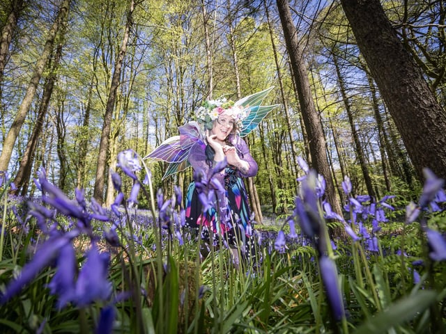 The star attraction was, of course, the breathtaking carpet of native bluebells