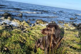 A gundog pictured on the shores of Lough Neagh. Their use would be restricted under plans to ban hunting with dogs, the Countryside Alliance says. Pic: Gary McCartney, Countryside Alliance.
