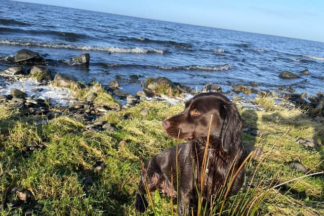 A gundog pictured on the shores of Lough Neagh. Their use would be restricted under plans to ban hunting with dogs, the Countryside Alliance says. Pic: Gary McCartney, Countryside Alliance.