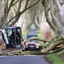 Three fallen trees from the Dark Hedges are removed after storm Isha caused chaos in Northern Ireland. Pic Steven McAuley/McAuley Multimedia