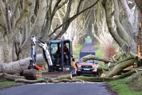 Three fallen trees from the Dark Hedges are removed after storm Isha caused chaos in Northern Ireland. Pic Steven McAuley/McAuley Multimedia