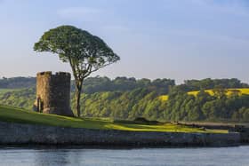 Strangford village famous tree and tower. Picture by Bernie Brown