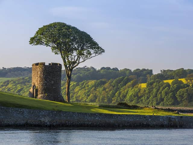 Strangford village famous tree and tower. Picture by Bernie Brown
