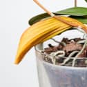 A yellowing orchid leaf and brown stems.