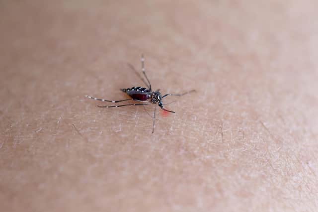 Dengue fever is an infection spread by mosquitoes