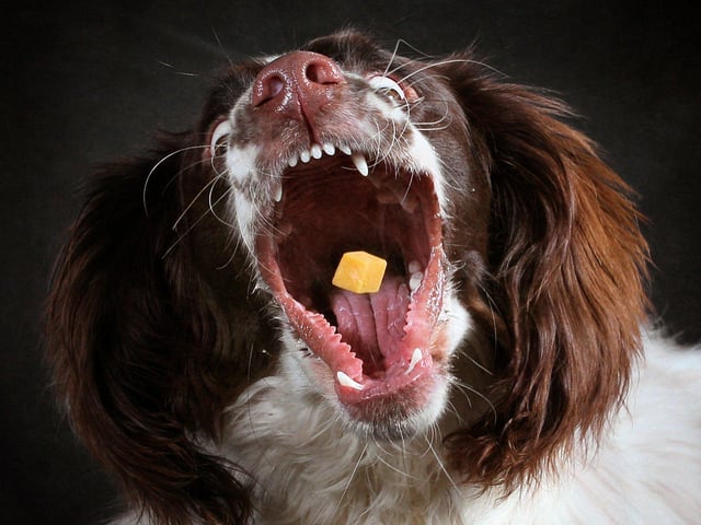 "There were only six dogs who didn't or couldn't catch the cheese."
