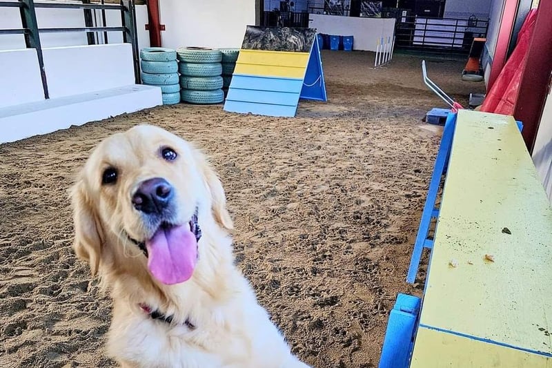Pictured is the beautiful Miss Ally B on her first visit to Off Lead Agility's new indoor play area in Donemana