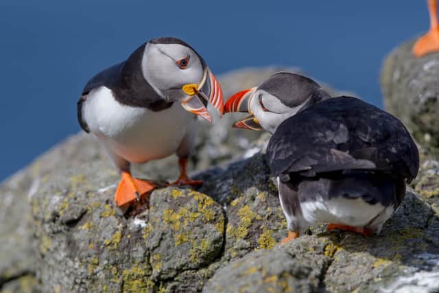 Puffin Rspb Spring comes to Life at RSPB NI Reserves