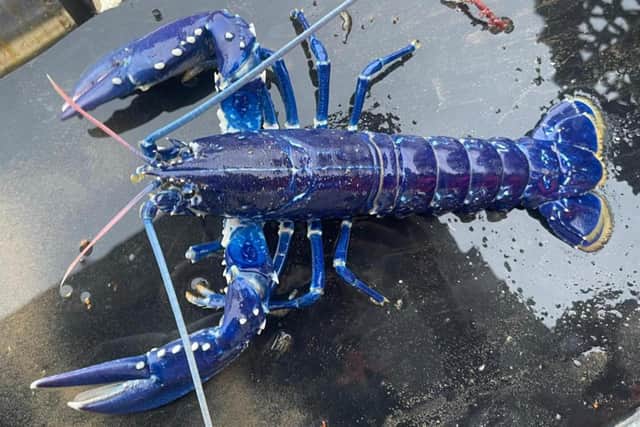 A rare blue lobster has been caught for a second time by a Bangor fisherman