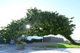 The 'Bendy Tree' in Newcastle, Northern Ireland, which has won UK Tree of the Year 2026. The wych elm in County Down is the first ever tree in Northern Ireland to be crowned the winner of the Woodland Trust's annual competition. Issue date: Thursday October 8, 2026.