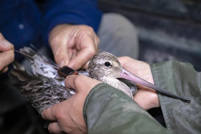 A GPS tag being fitted onto a Bar-Tailed Godwit; Credit - RSPB