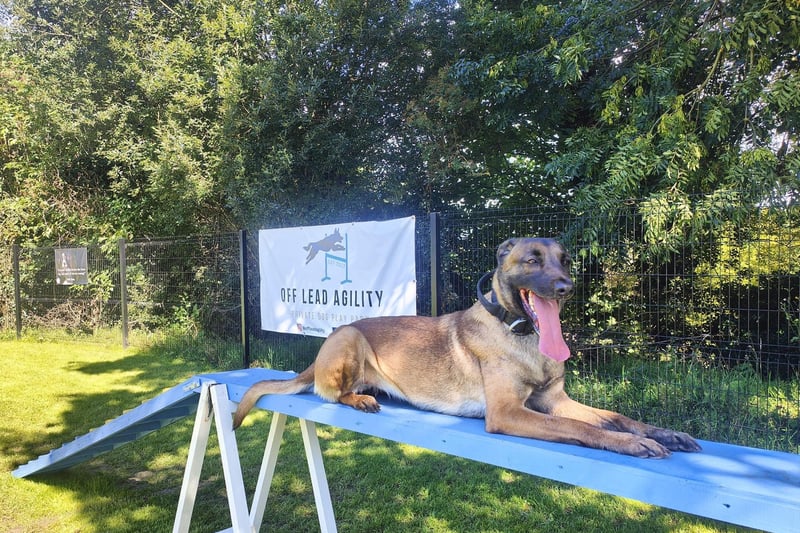 Off Lead Agility opened its doors earlier this month and has been inundated with bookings, even welcoming their 100th dog in less than two weeks