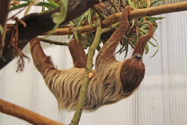 Sloth in news home