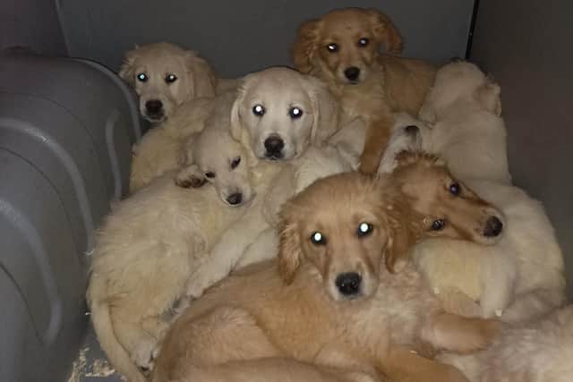 Almost 30 puppies were rescued in Belfast Port on Thursday night.