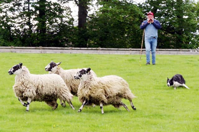 Whistle while you work. Dewi Jenkins puts his 14,000gns top price Skipton working sheep dog, Llwynsarn Non, through her paces on the Skipton trials field. Picture: Robin Moule, Moule Media