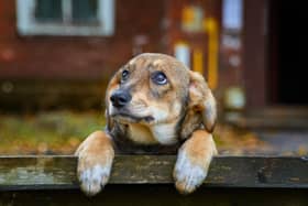 As a result of the cost-of-living crisis, abandonment of dogs is on the rise. The Dogs Trust has reported a surge of enquiries from pet owners about giving up their dog, reaching the highest level since their records began, with a notable increase in the number of people calling in for financial reasons
