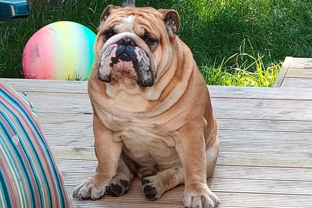 Winston George, a British bulldog from the West Midlands