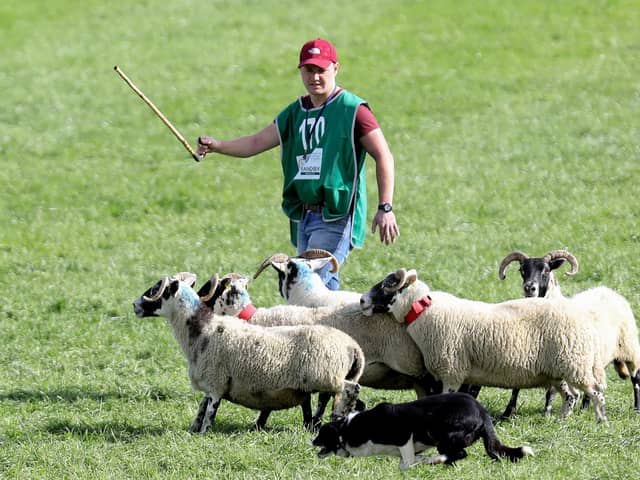 Caolan Burns with his dog Queen at the World Sheep Dog Trials 2023 at Gill Hall Estate in Dromore, Co Down.
Photograph by Declan Roughan / Press Eye