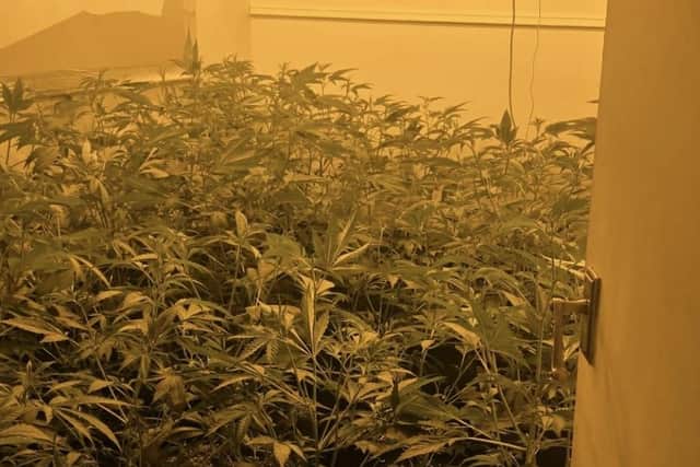 Cannabis growing in a house in Lurgan, which was today raided by the police.