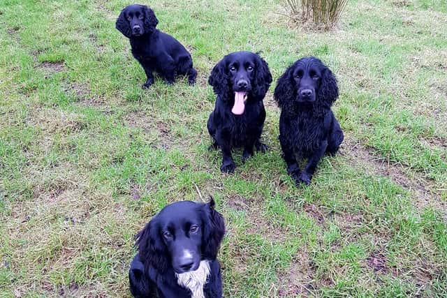 Michael Shanks's cocker spaniels won't be getting their favourite food at a discounted price after Purina withdrew a service over Windsor Framework issues. Photo: Michael Shanks