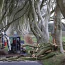 The strong winds overnight from Storm Isha has brought down another large oak tree at The Dark Hedges in Ballymoney. Three trees came down overnight reducing the number from 79 to 76 now still standing