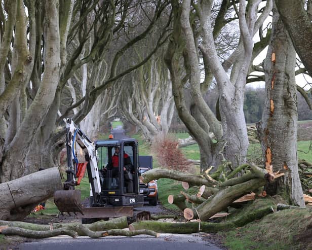 The strong winds overnight from Storm Isha has brought down another large oak tree at The Dark Hedges in Ballymoney. Three trees came down overnight reducing the number from 79 to 76 now still standing