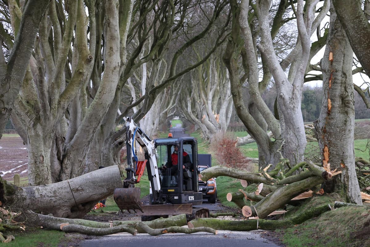 'This is another blow to the Dark Hedges ... one of the trees that was healthy has been blown down. It is very sad'