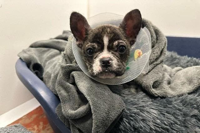 Pup recovering from its significant injuries but second little dog found dead in bag